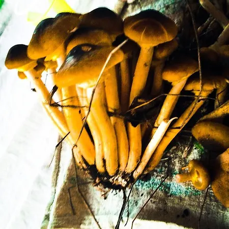 Venkovský dům Domus Agricolae Corallina *