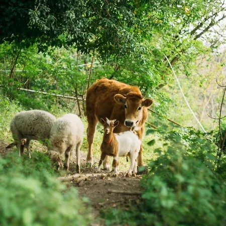 Venkovský dům Domus Agricolae Corallina Torre del Greco