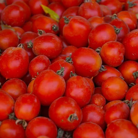 Domus Agricolae Corallina